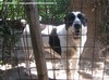 ULISSE 1